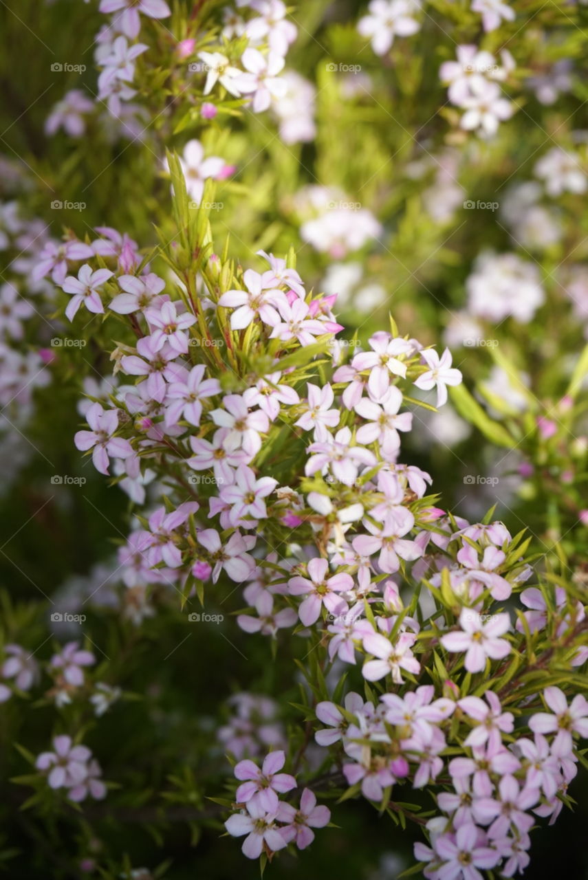 Spring Flowers