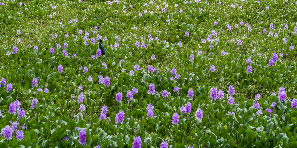 Bird in purple marsh