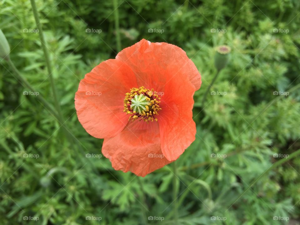 ひなげし   Poppy