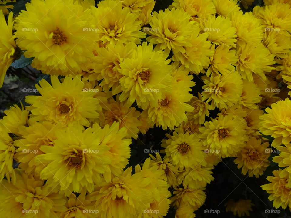 Yellow flowers