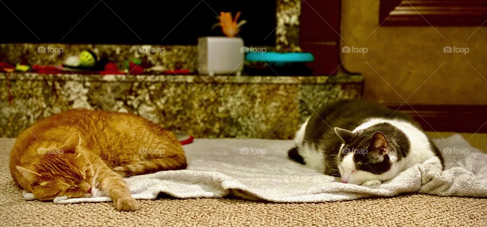 Colored Ginger Tabby Cat Verses A Black And White Cat