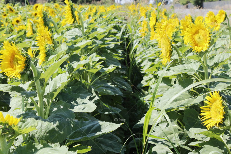sunflower field