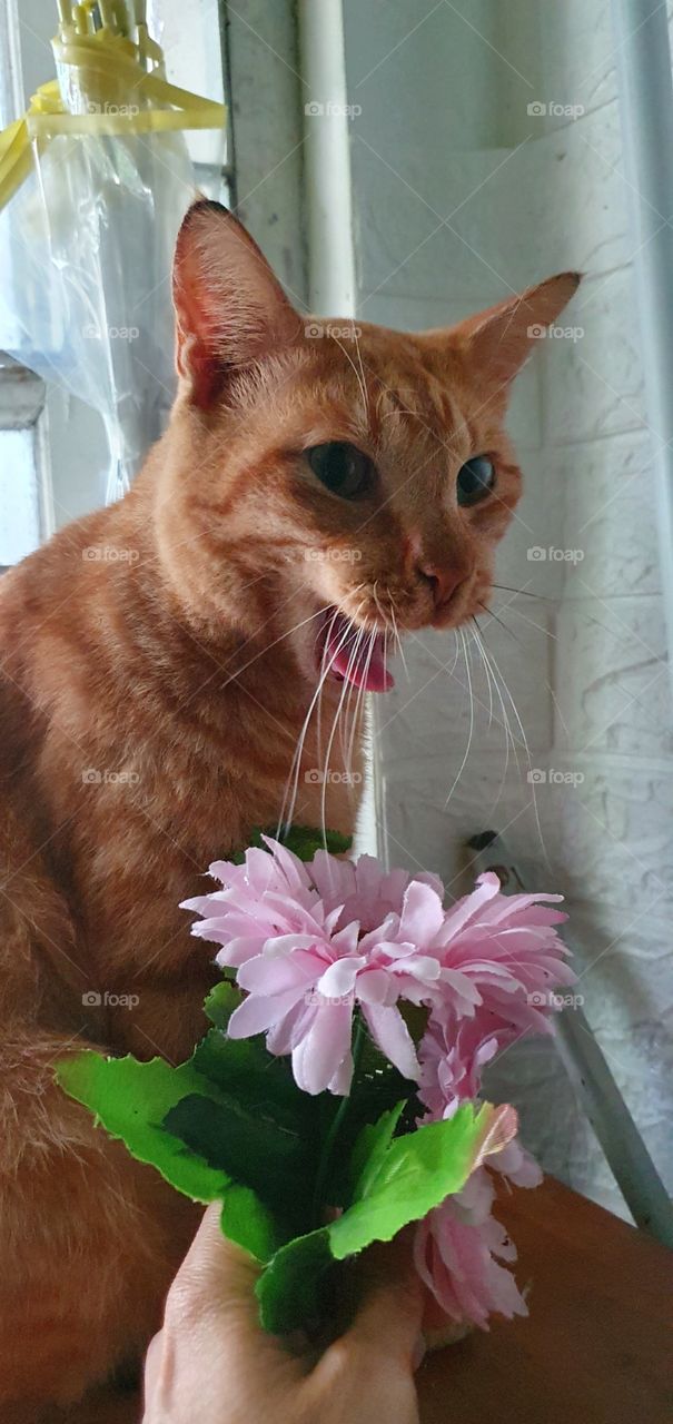 An adult orange cat is sitting and yawning because it's sleepy