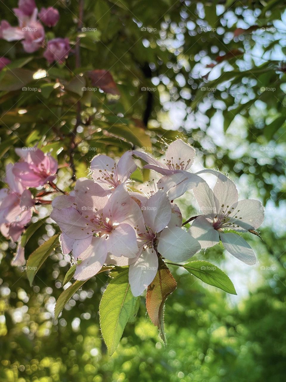 First blooms of spring