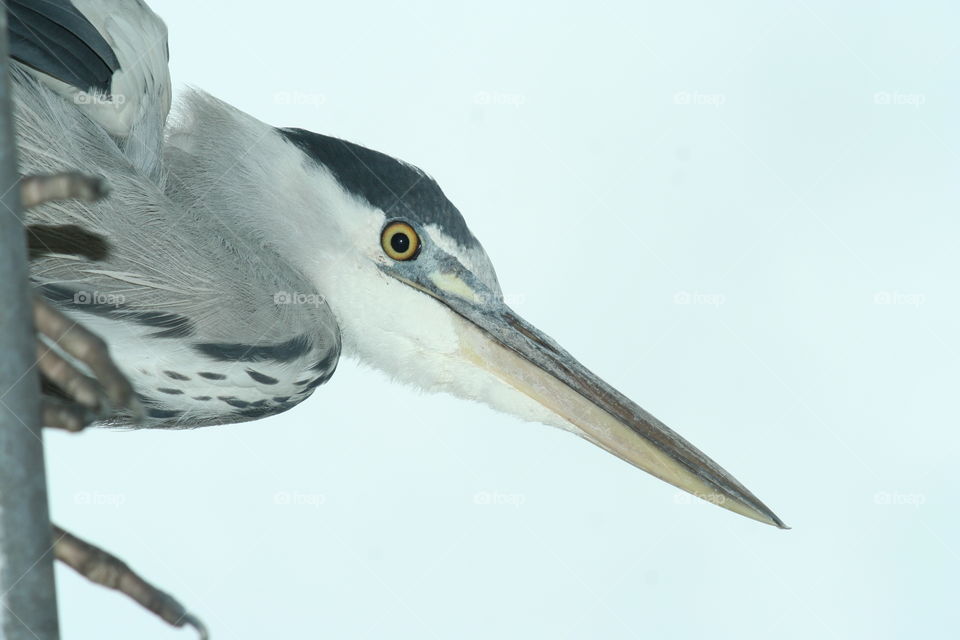 A heron sitting on the roof in close up