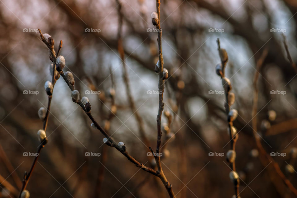 Willow in spring