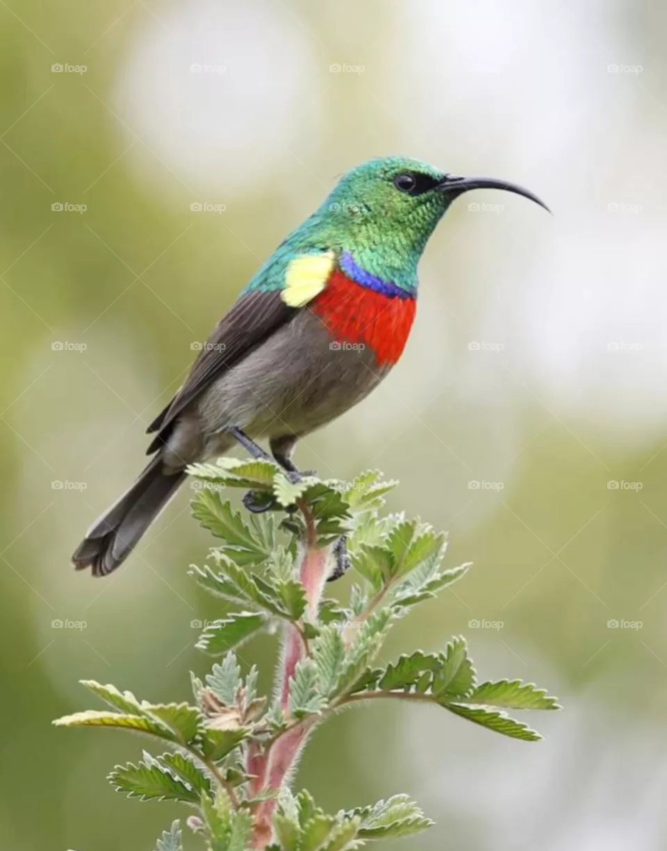 bird