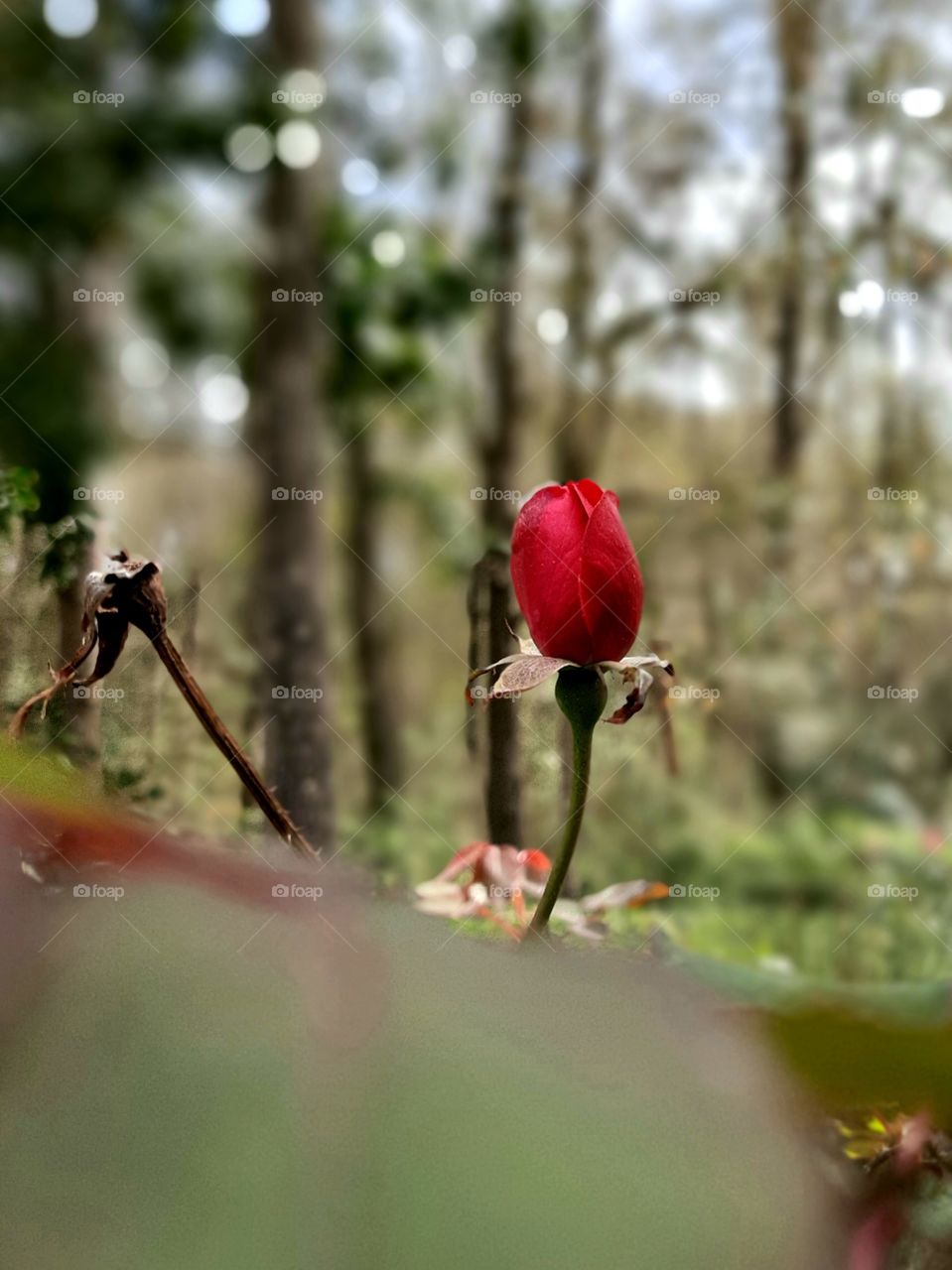 single rose bud