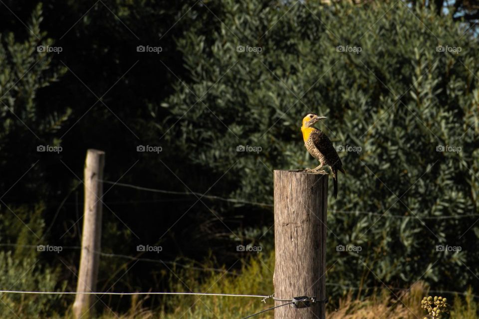 Pájaro Carpintero. Arachania, Rocha. Uruguay. Aves del Este.