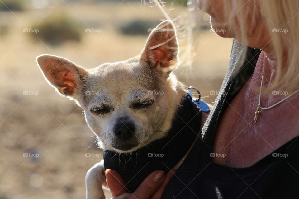 Chihuahua dog wearing harness being held by woman outdoors 