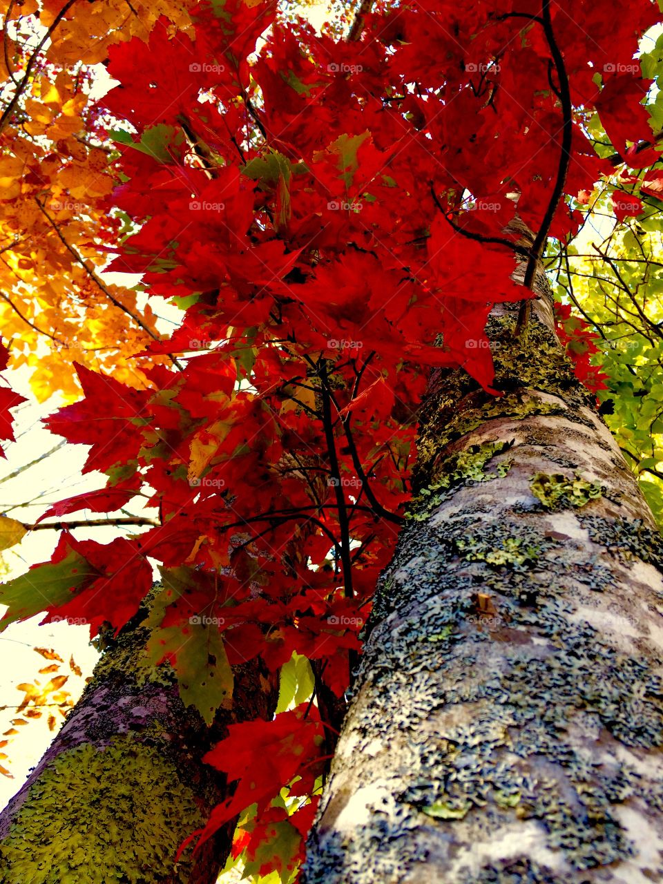 Looking up in the fall 