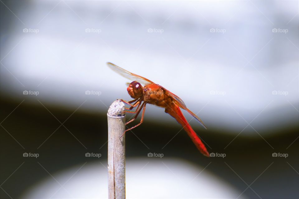 Red dragonfly