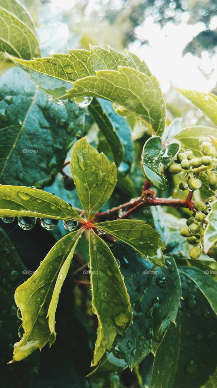 Raindrops. Raindrops