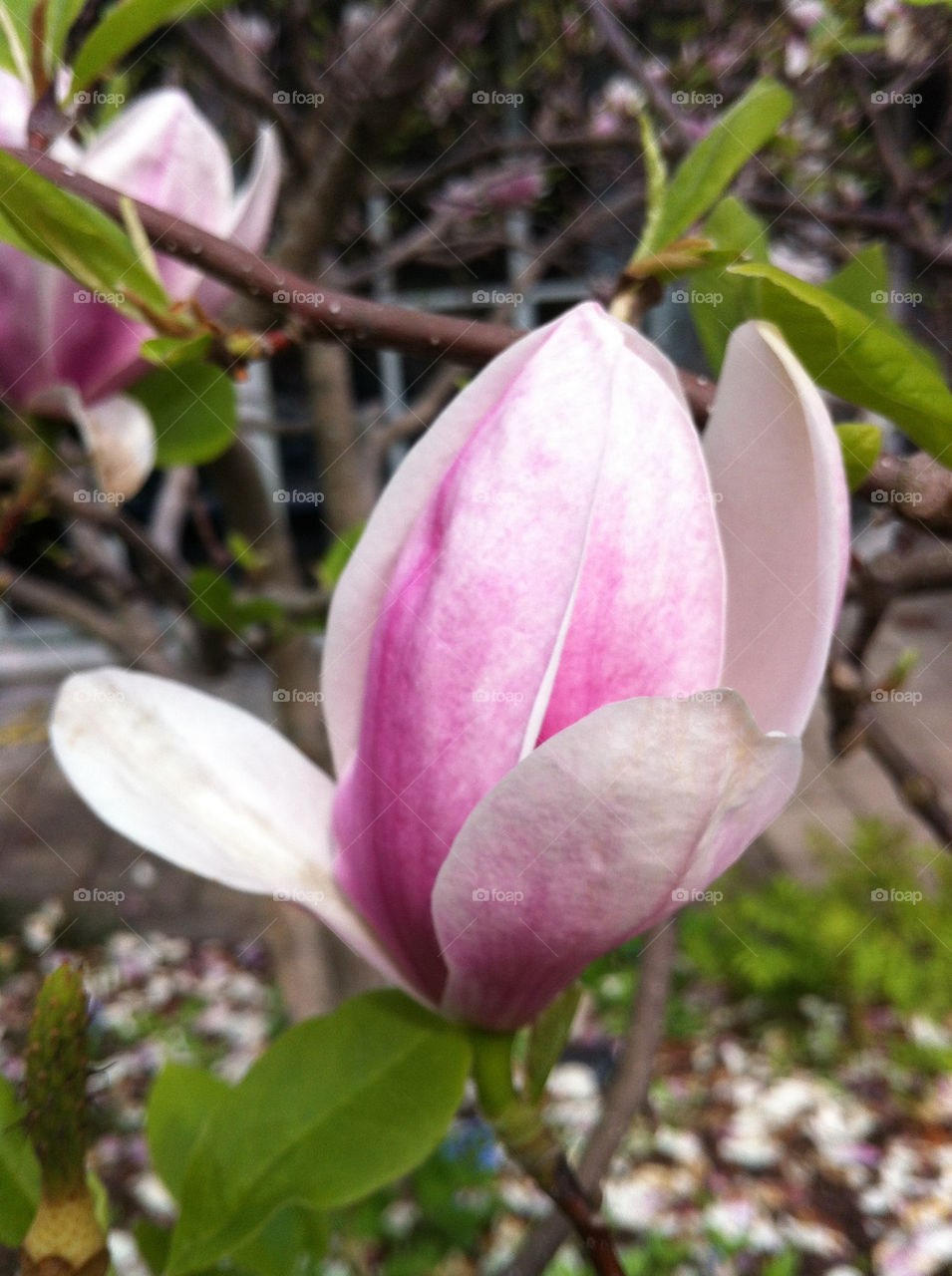Magnolia