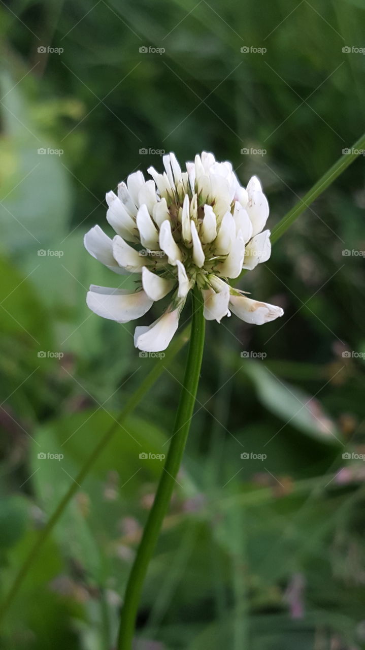 Close-up of a clover flower