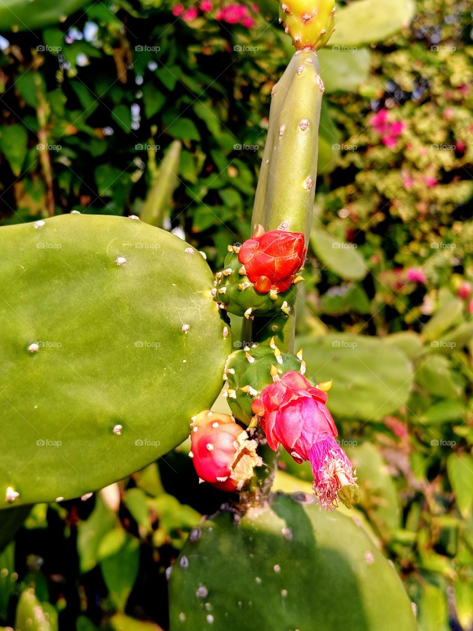 A cactus plant against nature background.