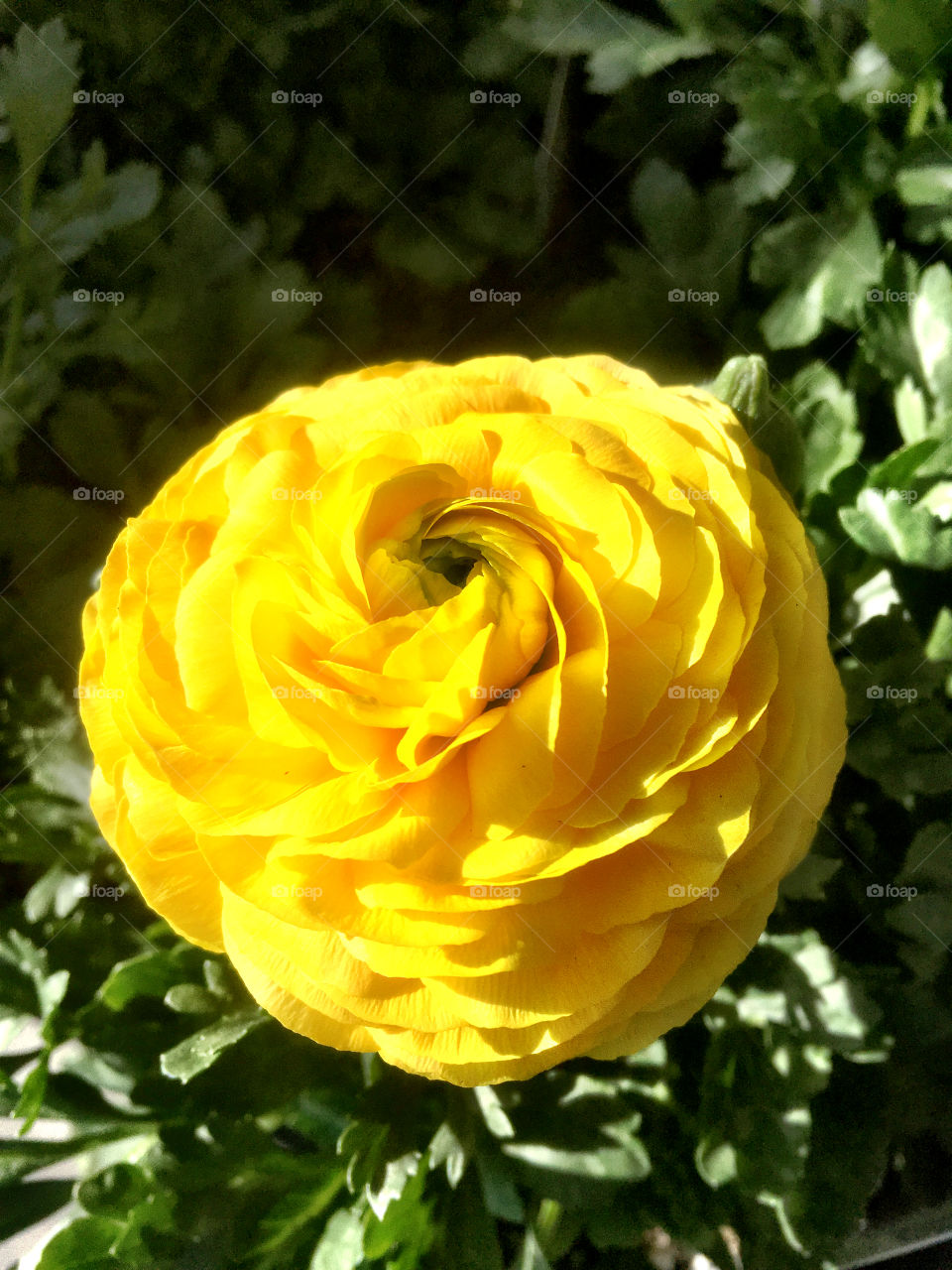  Ranunculus