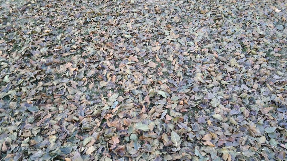 Dry Leaves on Ground
