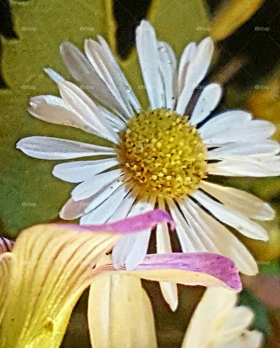 Flower, Nature, Flora, Summer, Beautiful