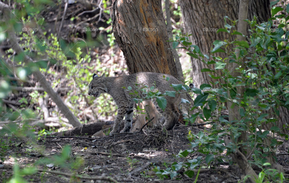 Bob the Cat. My friendly neighborhood Bobcat.... At it again! 