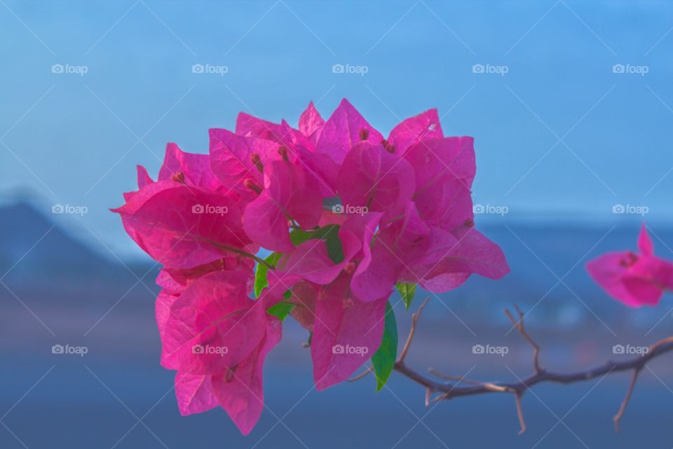 Bougainvillea