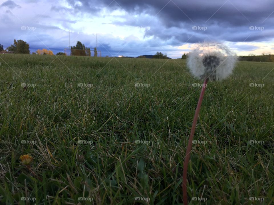 An evening stroll in my local
School field captured in this stunning closeup Of a seeded dandelion 