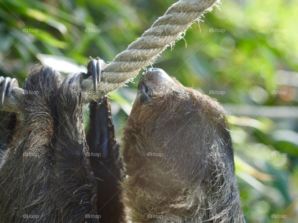 Sloth Sleeping