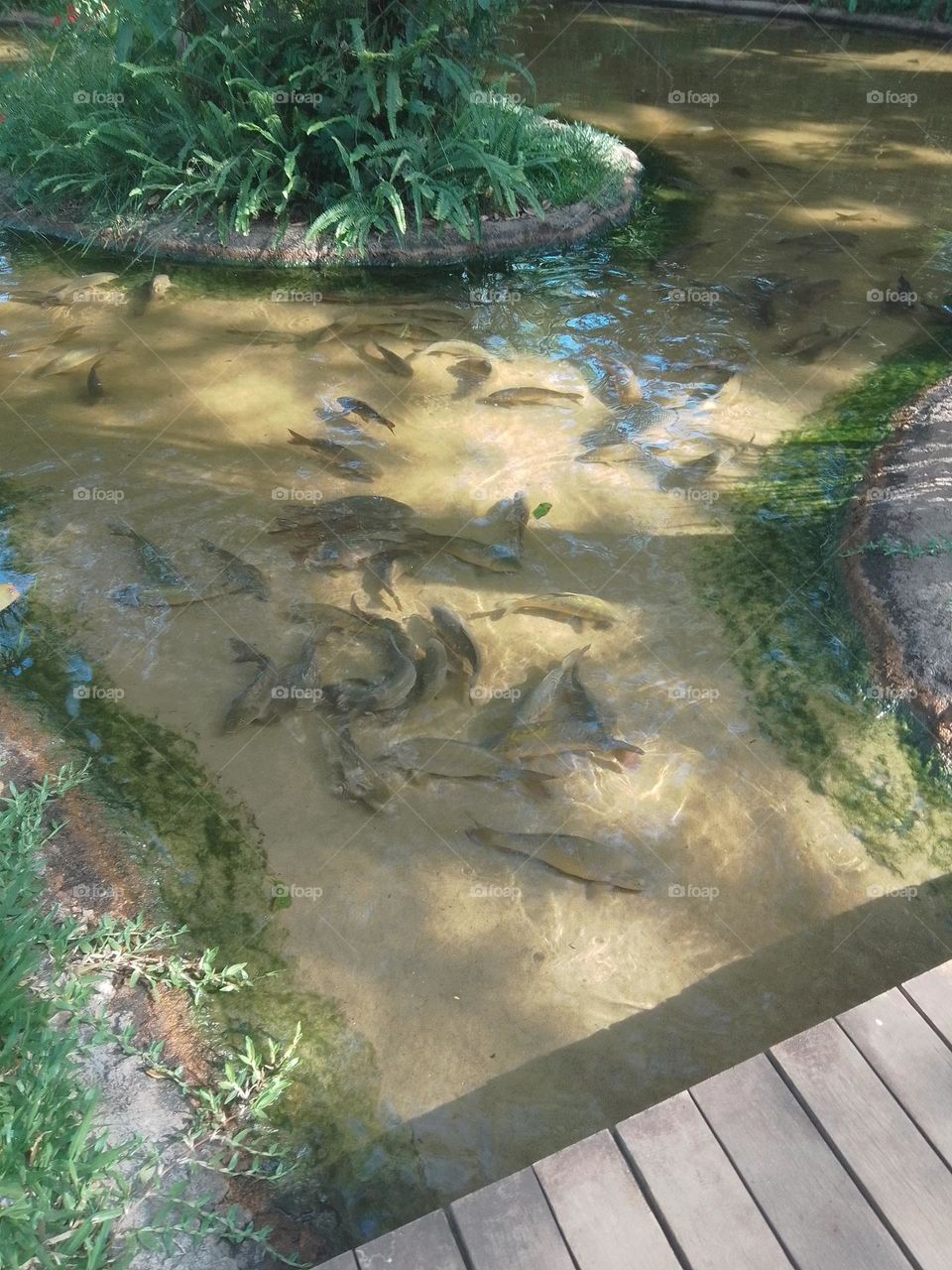 misión misiones Bra parag