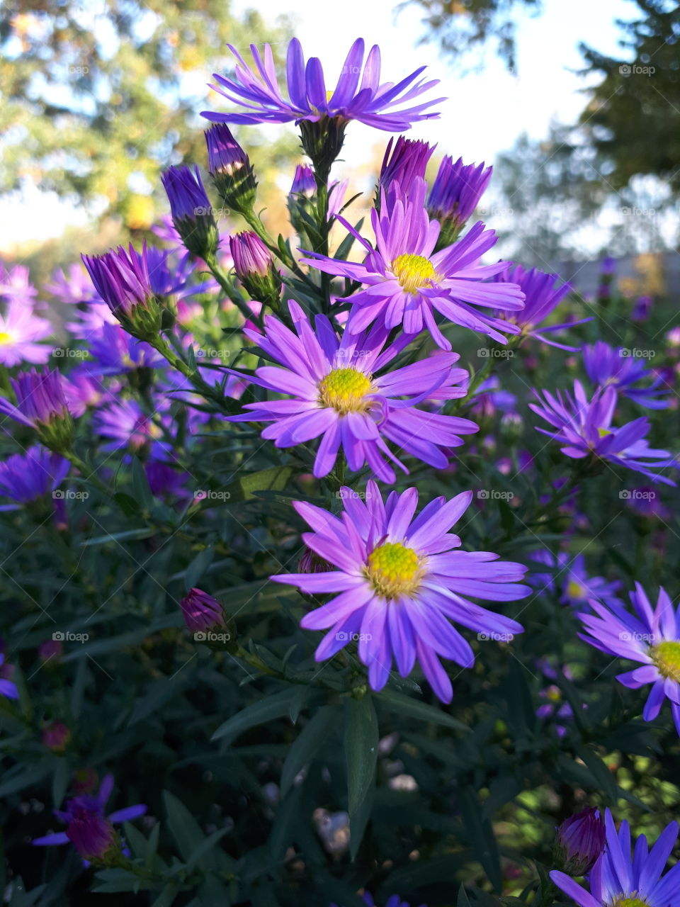 Purple flowers