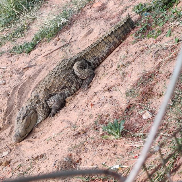 Crocodile in Sand