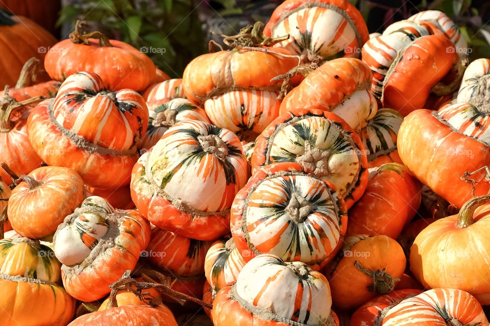 Turban squash