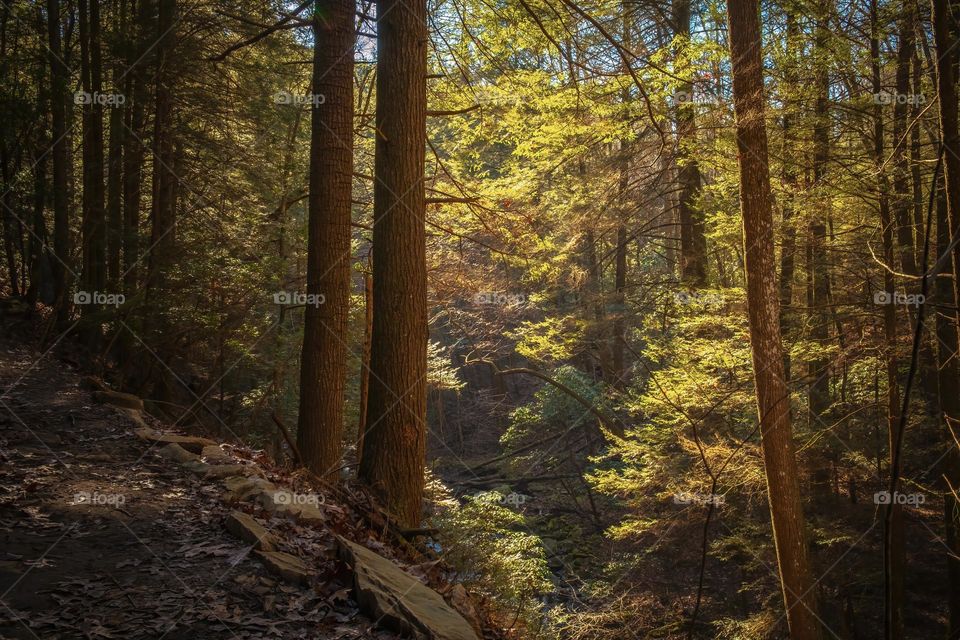 Early morning light filtering through the valley of hemlocks. Fiery Gizzard Trail, Tracy City, Tennessee. 