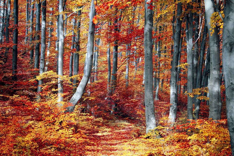 Enjoy the tranquil maple forest