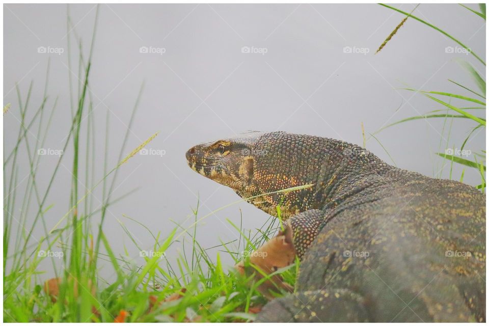 Asian water monitor..this guy is observing the situation around the lake.