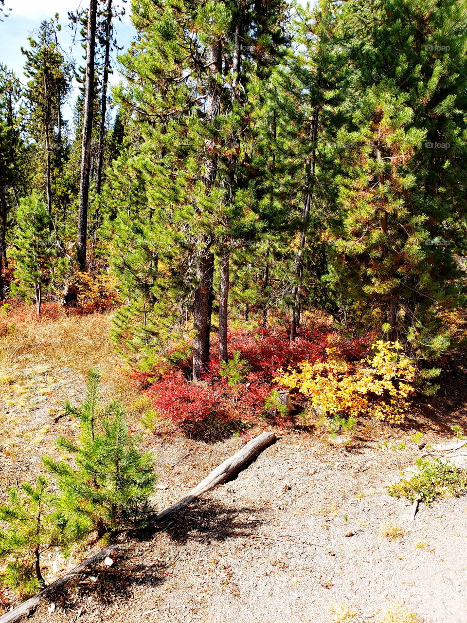 Brilliant fall colors of a landscape on the shores of Elk Lake in Oregon’s Cascade Mountains