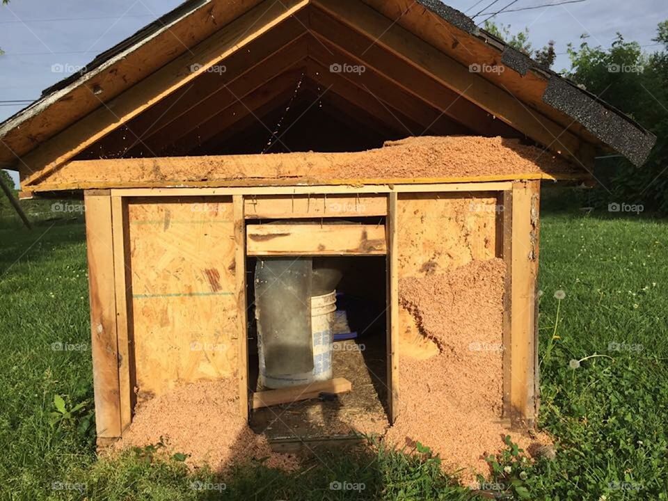 Carpenter ants, single parent problems.