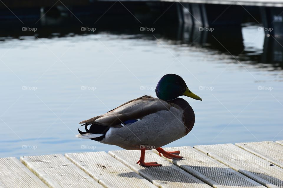 duck on footbridge walking