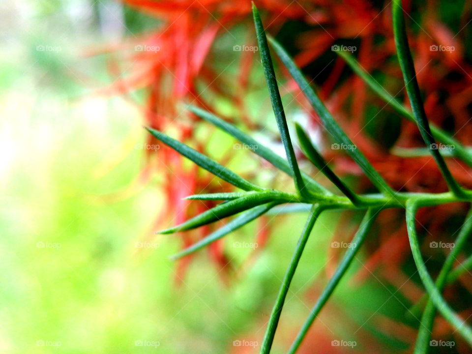 pine needles