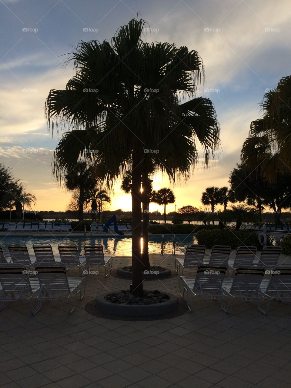 Paradise by the pool. Palmtree by a resort pool while the sun sets