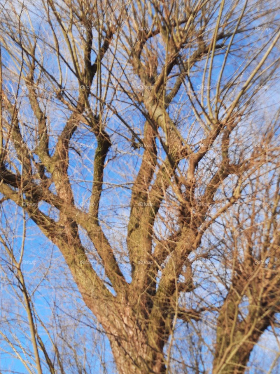 ivy tree on winter afternoon