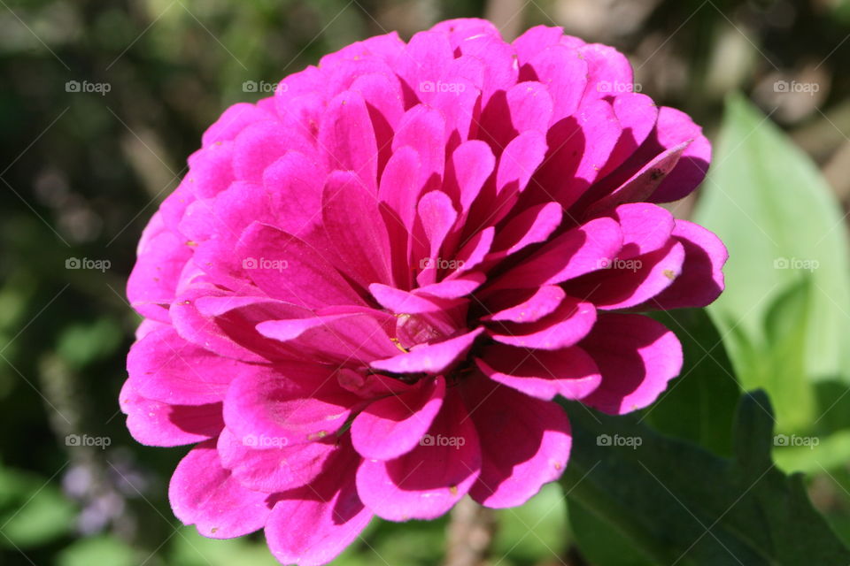 Pink Flower