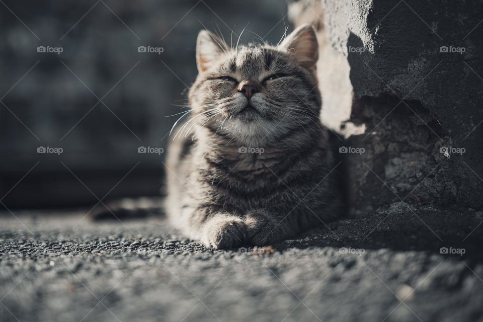 smiling kitten close up portrait