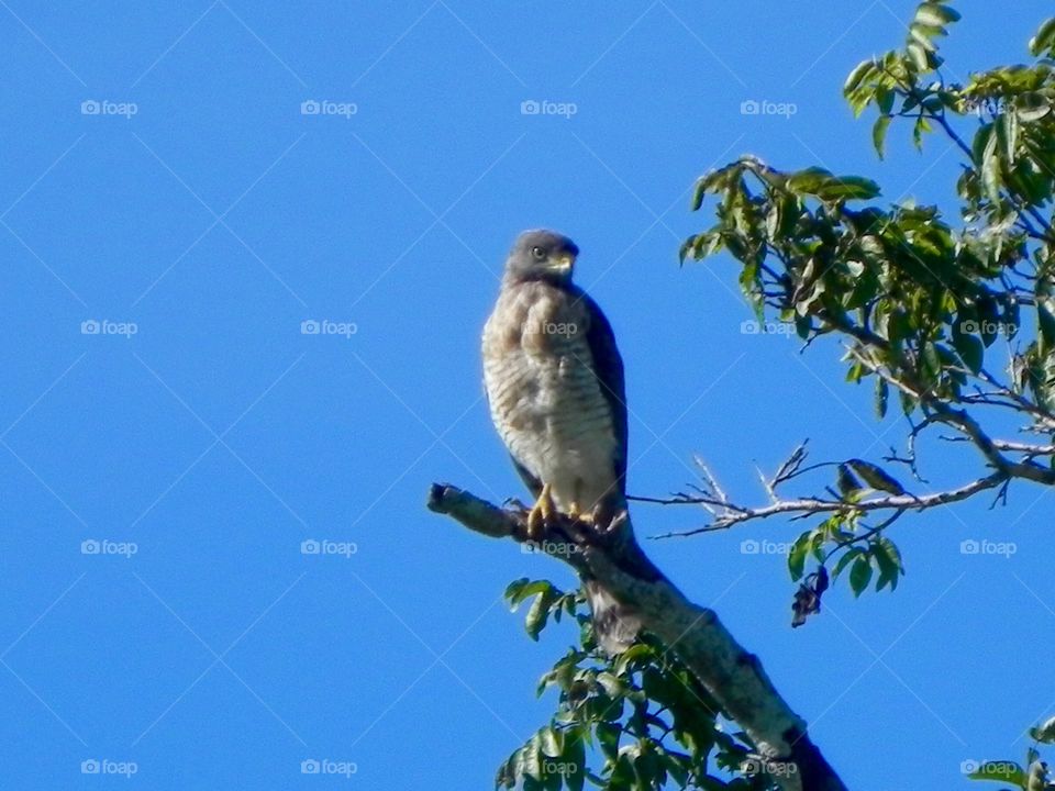 Eagle Brazilian bird 