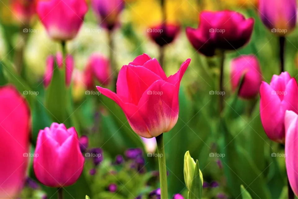 Rosa Tulpenfeld