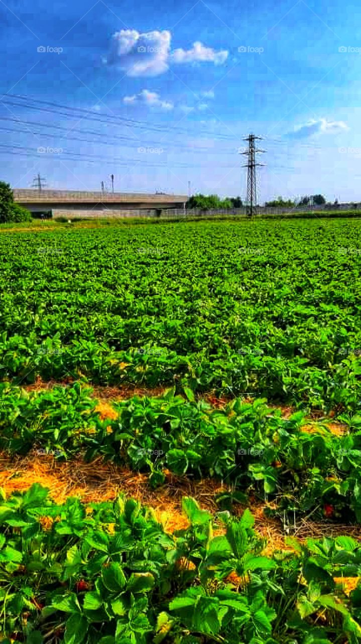 On the field of strawberries