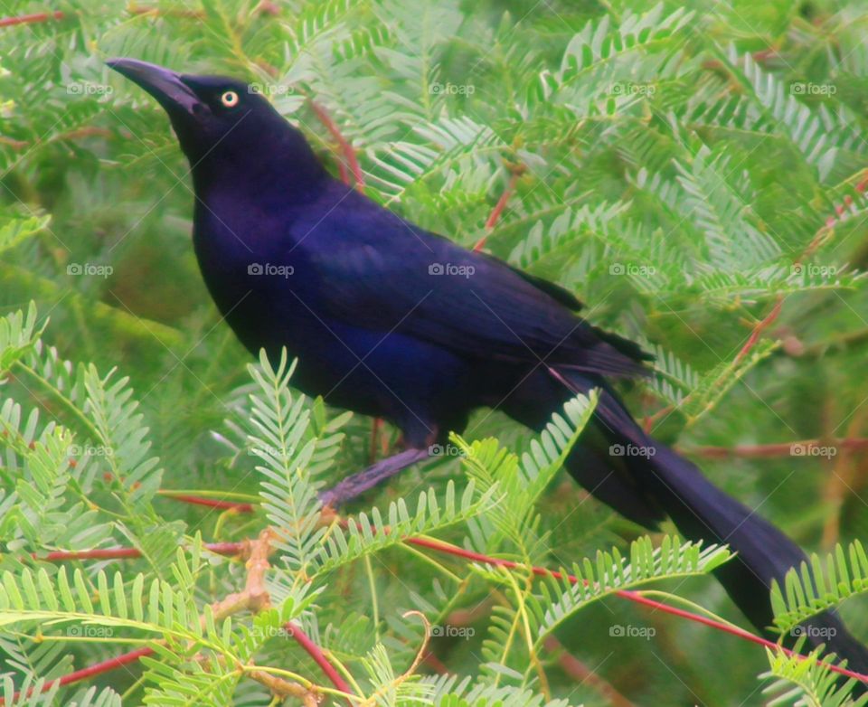 Grackle Sitting on a Branch