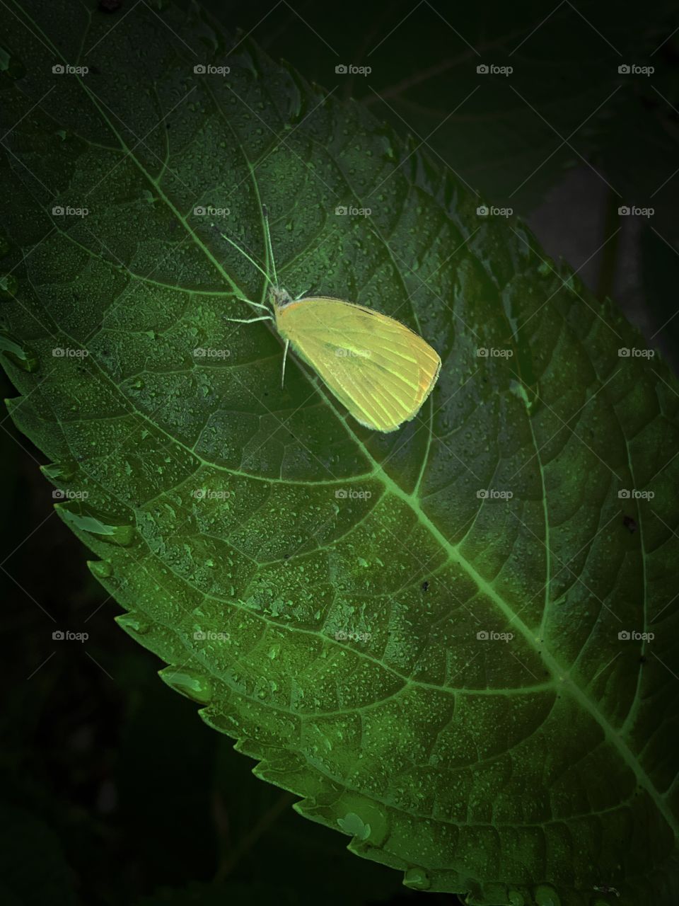 a camouflaged green bug on a dark leaf  