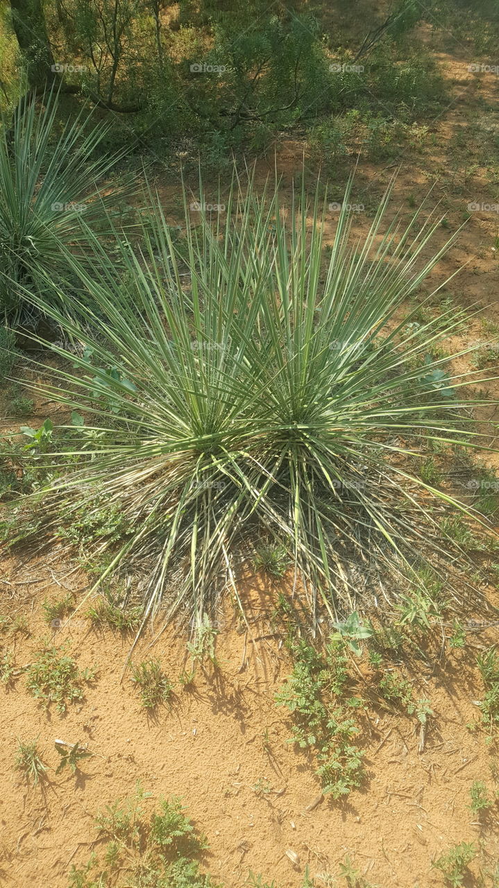 texas twin yucca