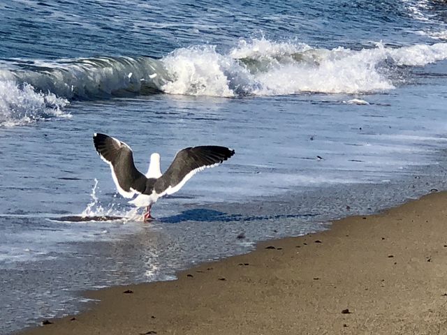 Birds, Remarkable In Flight over Waves