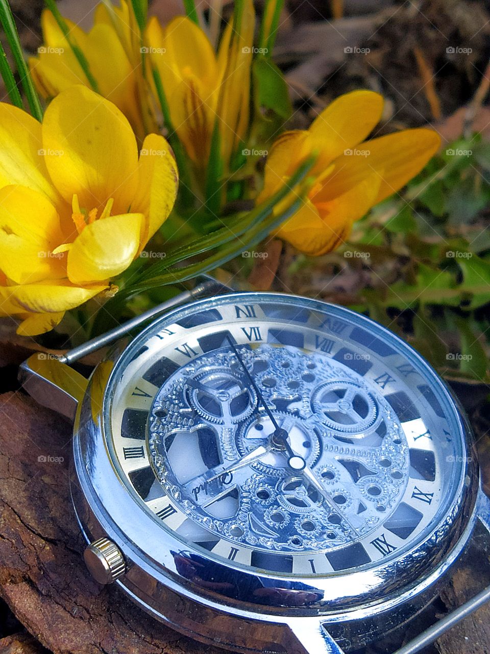 The transience of time.  Yellow crocuses and a silver watch.  Contrast.  Human and nature